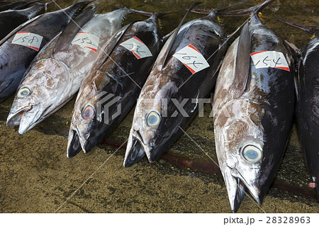 まぐろの競り まぐろの競り 28328963