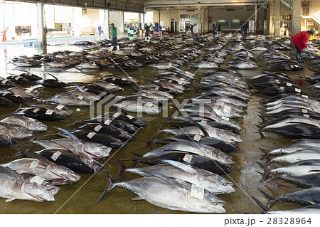 まぐろの競り まぐろの競り 28328964