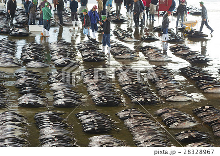 まぐろの競り 28328967