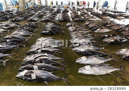 まぐろの競り 28328999