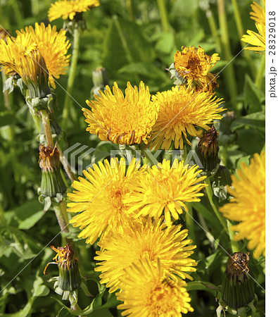 yellow dandelions in spring yellow dandelions in spring 28329018