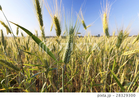 Field with cereal 28329300
