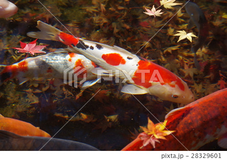 鯉と紅葉 28329601