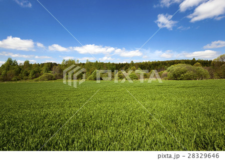 immature cereals , field 28329646