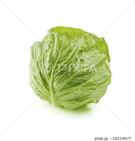春キャベツ 28329677