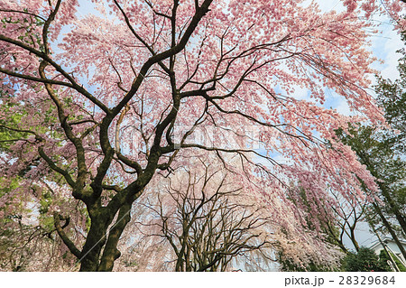 枝垂れ桜の並木 28329684