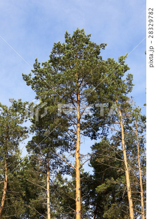 photographed the tops of pines 28329782