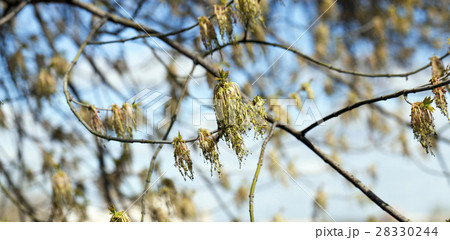 flowering maple tree flowering maple tree 28330244