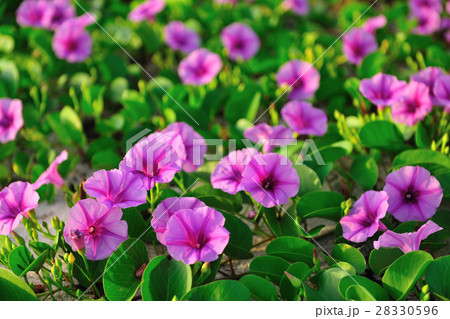 花 フラワー お花 28330596