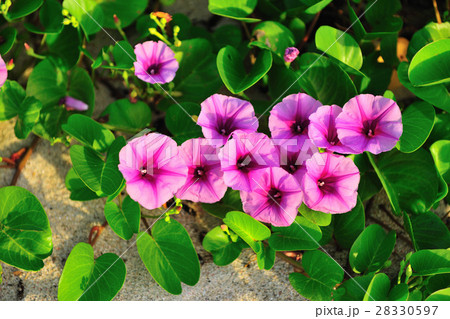 花 フラワー お花 28330597