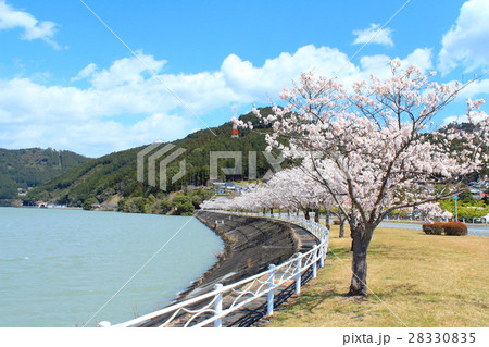 浜松市天竜区船明ダムの桜 28330835