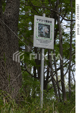 多摩丘陵 都立長沼公園の春は 八王子市 多摩丘陵 都立長沼公園の春は 八王子市 28330867
