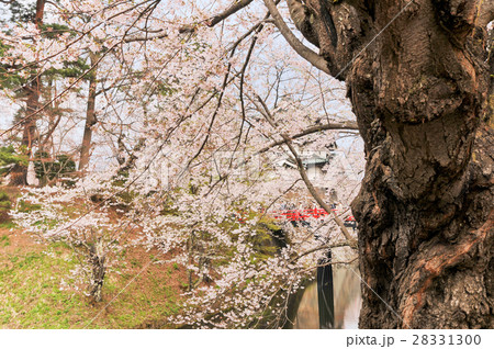 弘前城天守閣と桜 28331300