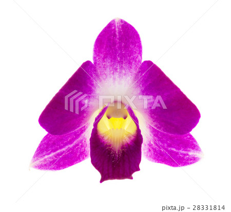Orchid flower purple Orchid flower purple 28331814