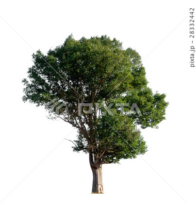 isolated tree on white background isolated tree on white background 28332442