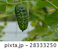 cucumber 28333250