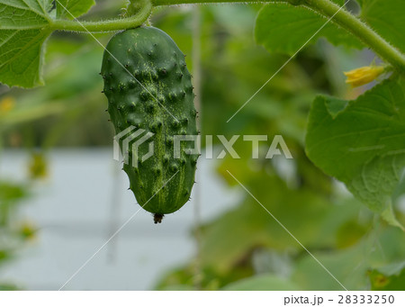 cucumber 28333250