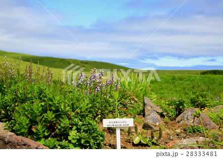 北海道　礼文島 28333481