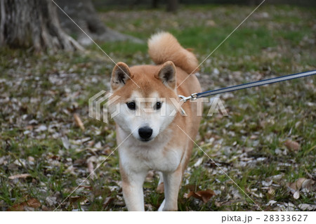 小次郎の散歩 28333627