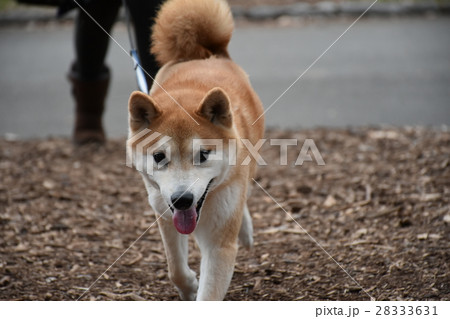 小次郎の散歩 28333631