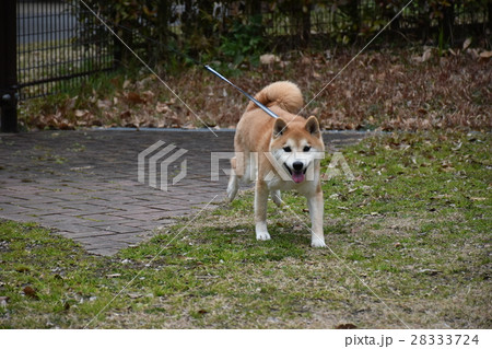 小次郎の散歩 28333724