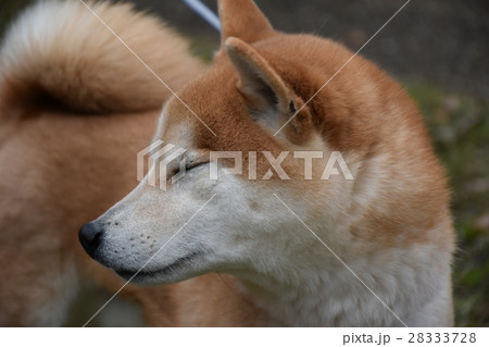 小次郎の散歩 28333728