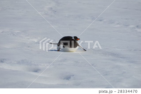 雪の上を滑るペンギン 28334470