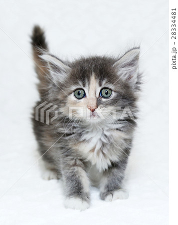 メインクーン 子猫 メインクーン 子猫 28334481