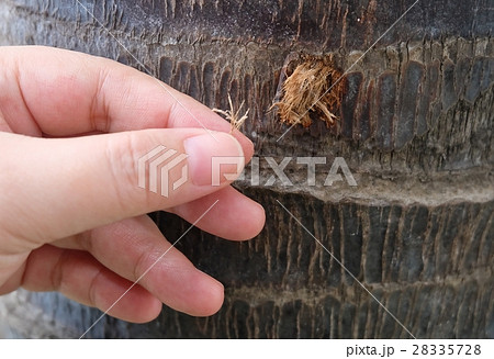 Hand to Take Care of Palm Tree Hand to Take Care of Palm Tree 28335728