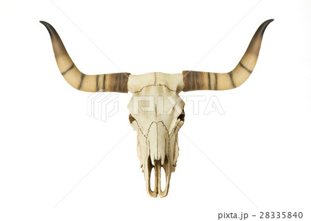 Goat Skull isolated on white 28335840