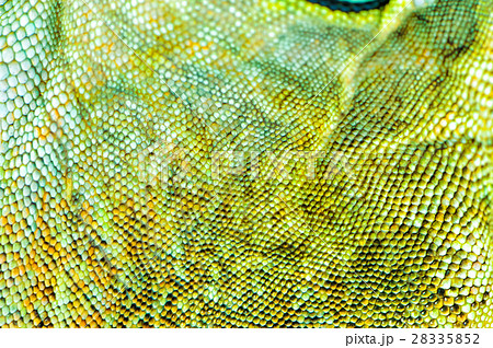 one green iguana one green iguana 28335852