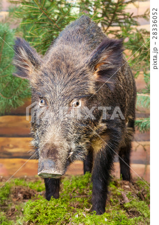 stuffed wild boar 28336052