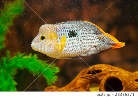Aequidens rivulatus. Green Terror Cichlid. 28336271