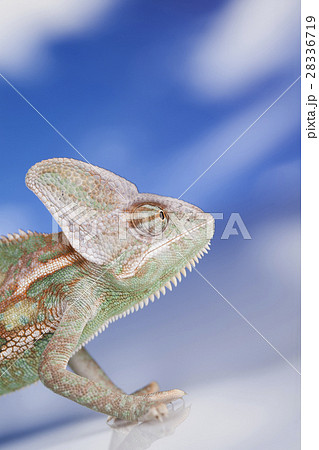 Sky background, reptile, Chameleon lizard 28336719