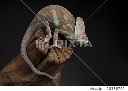 Green chameleon on the root, lizard, black  28336762
