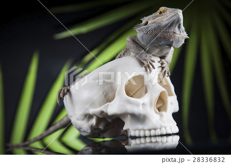 Lizard, Agama, dragon and skull Lizard, Agama, dragon and skull 28336832