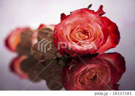 Natural background of fresh roses 28337283