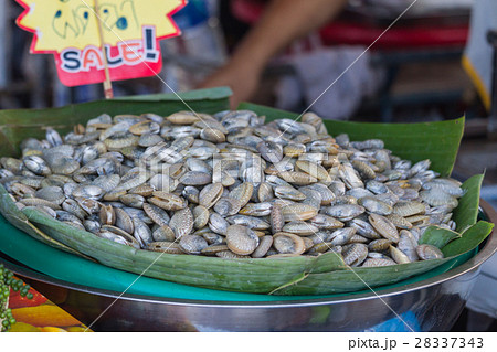 Scallop shell on ice Scallop shell on ice 28337343