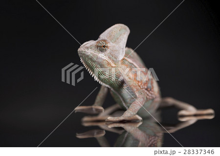 Chameleon lizard isolated on black mirror  28337346