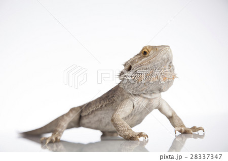 Lizard Bearded Dragon, Pet on white background Lizard Bearded Dragon, Pet on white background 28337347