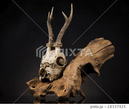 Deer skull, black mirror background Deer skull, black mirror background 28337425