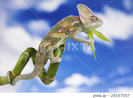 Sky background, reptile, Chameleon lizard 28337507