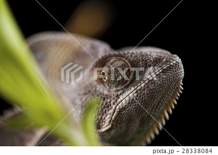 Chameleon on bamboo on a black background 28338084