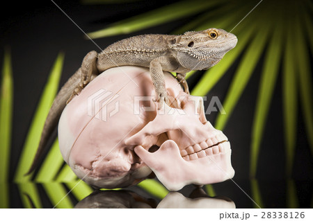 Human skull,Agama bearded, lizard background 28338126