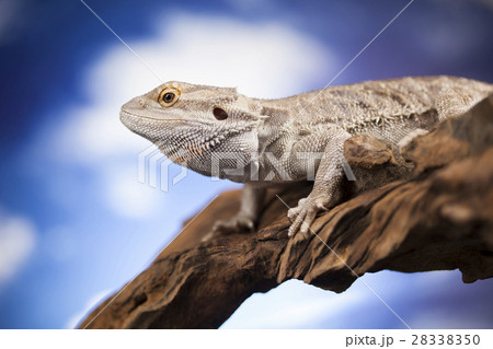 Agama bearded, pet on black background, reptile 28338350