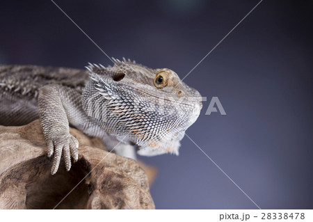 Pet, lizard Bearded Dragon on black background Pet, lizard Bearded Dragon on black background 28338478