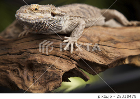 Lizard root, Bearded Dragon on green background Lizard root, Bearded Dragon on green background 28338479