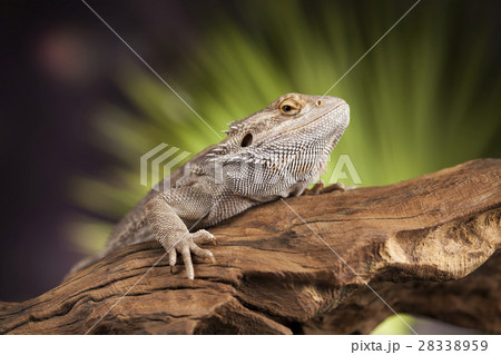 Lizard root, Bearded Dragon on green background 28338959