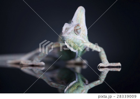 Chameleon lizard isolated on black mirror  28339009