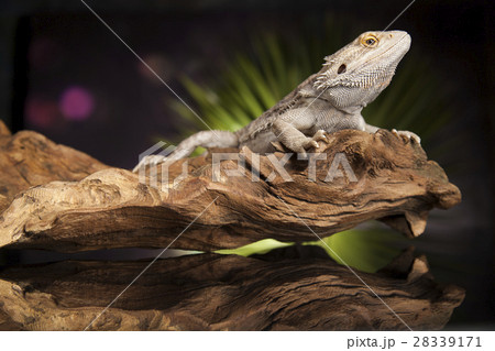 Agama bearded, pet on black background, reptile 28339171